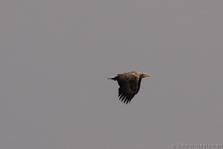 ENE-20090502-0271.jpg - [nl] Zeearend ( Haliaeetus albicilla ) | Lofoten, Noorwegen[en] White-tailed Eagle ( Haliaeetus albicilla ) | Lofoten, Norway